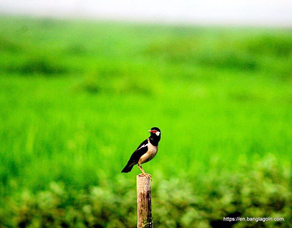 Bengali Literature Bangla Gurukul GOLN English Bengali Literature Bangla Gurukul GOLN English